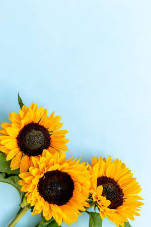 Blooming sunflowers with seeds. Summer or autumn backgroundの写真素材