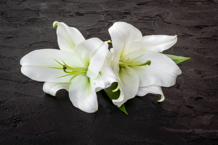 White liles flowers. Mourning or funeral background. Floral mock upの写真素材