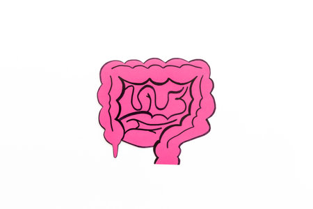 Human organs concept. Healthy intestines model, top view. Medical background.の写真素材