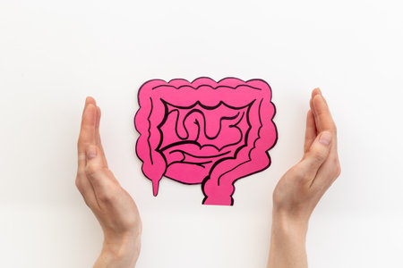 Paper intestines organ model in human hands, top view. Medical concept.の写真素材