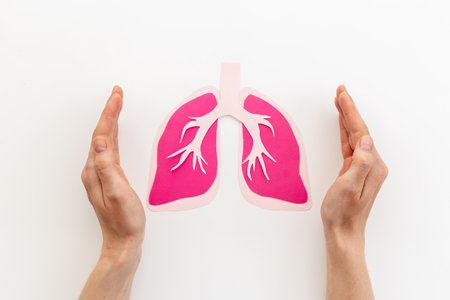 Paper lungs organ model in human hands, top view.の写真素材