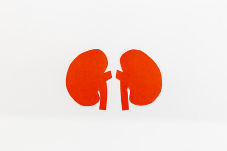 Human organs concept. Healthy kidneys model, top view. Medical background.の写真素材