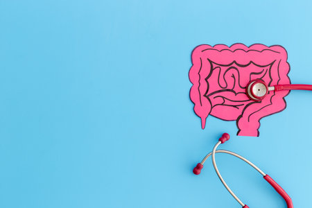 Human organ intestines model and stethoscope, top view. Human health and medical concept.の写真素材