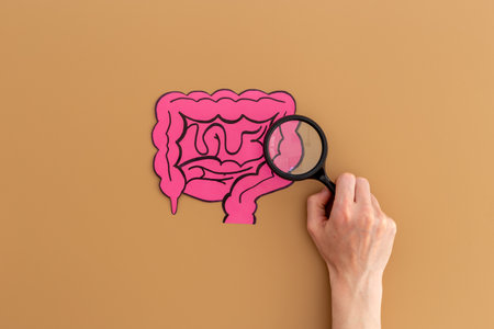 Human organs concept. Healthy intestines model, top view. Medical background.の写真素材