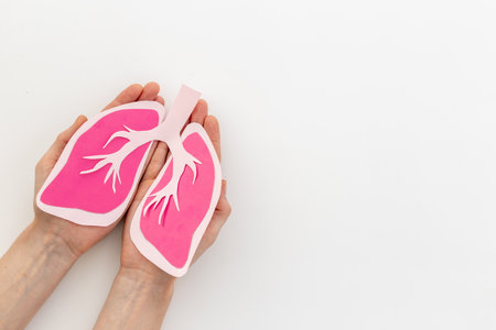 Paper lungs organ model in human hands, top view. Medical concept.の写真素材