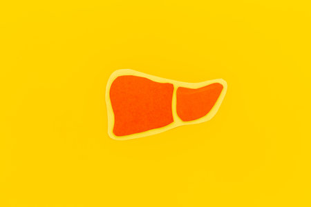 Human organs concept. Healthy liver model, top view. Medical background.の写真素材