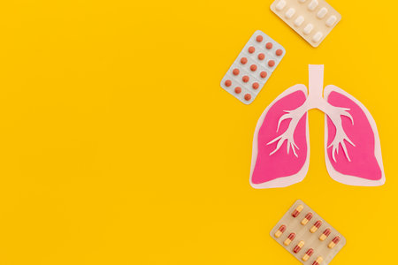 Human organ - lungs model made of paper, top view. Human health and medical concept.の写真素材