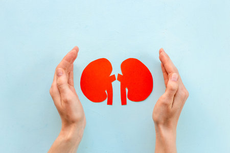Paper kidneys organ model in human hands, top view. Medical concept.