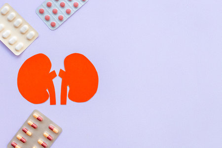 Human organs concept. Healthy kidneys model, top view. Medical background.