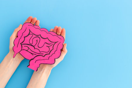Paper intestines organ model in human hands, top view. Medical concept.の写真素材