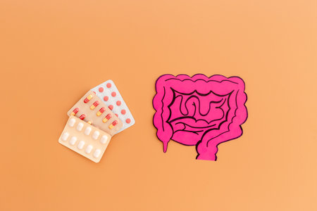 Human organ - intestines model made of paper, top view. Human health and medical concept.の写真素材