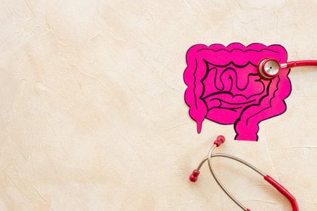 Human organ intestines model and stethoscope, top view. Human health and medical concept.の写真素材