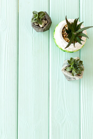 Houseplants succulents in pots on the table, top view.の写真素材