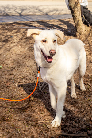Mongrel rescued dog from a shelter. Rescue animals conceptの写真素材
