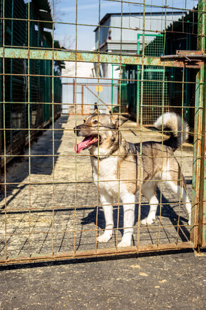 Abandoned dog behind bars in animal shelter. Rescue animals conceptの写真素材