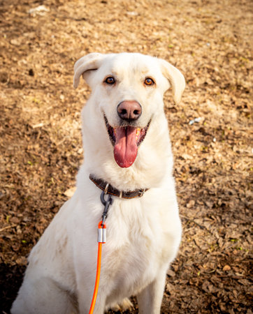 Mongrel rescued dog from a shelter. Rescue animals concept.の写真素材