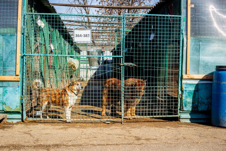 Abandoned dog behind bars in animal shelter. Rescue animals concept.の写真素材