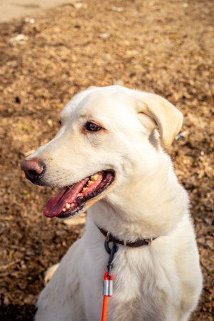 Mongrel rescued dog from a shelter. Rescue animals concept.の写真素材