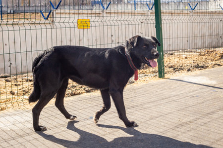 Mongrel rescued dog from a shelter. Rescue animals concept