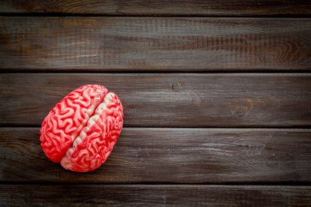 Creative brain concept. Human brain anatomical model, top view.の写真素材