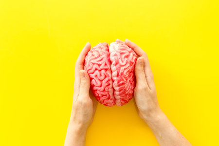 Human brain in hands. Anatomical model, top view. Creative brain conceptの写真素材
