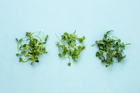 Sprouting microgreens at home. Heaps of germinated microgreens pea, top view. Vegan and healthy eatingの写真素材