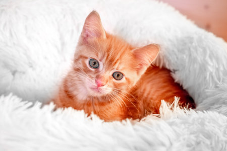 Cute orange red striped kitten on the bed.の写真素材