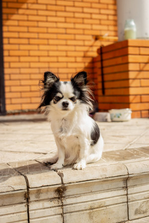 Chihuahua dog on the steps of the house close up.の写真素材