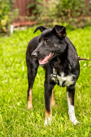 Black dog without breed on a leash in summer close up.の写真素材