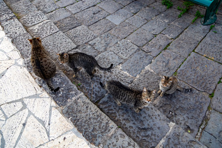 Stray cat on the steps of an ancient village in Sorrento, Italy.の写真素材