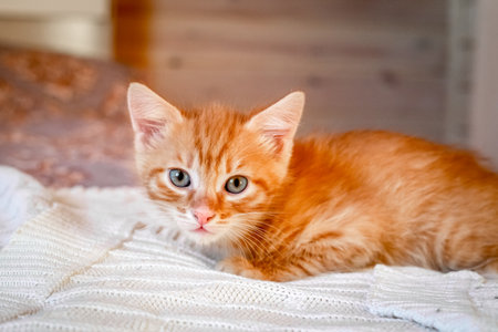 Cute red striped kitten sitting on the bed.の写真素材