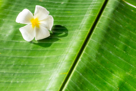 White plumeria frangipani flowers blossoms on green palm leaf. Wellness treatment, relax and massage concept.の写真素材