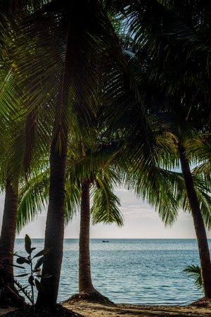 Tropical beach with palm trees at sunset light.の写真素材