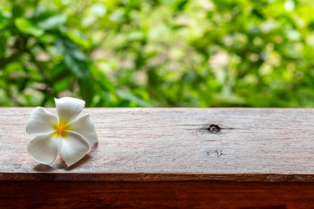 Summer background with white plumeria frangipani flower on wooden railings. Wellness treatment, relax and massage concept.の写真素材