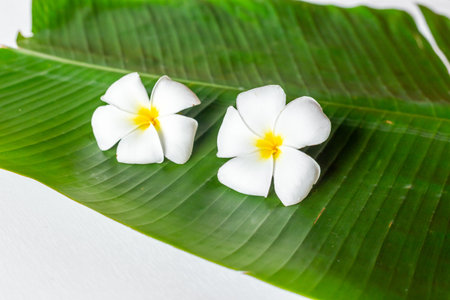 Relax composition with white plumeria flowers blossoms on green palm leafの写真素材