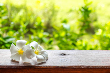 Two white plumeria frangipani flowers on wooden railings of the house, blur backgroundの写真素材