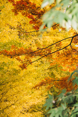 Beautiful Autumn in Japan.の写真素材