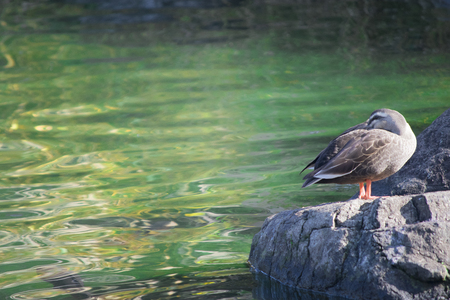 Duckの写真素材