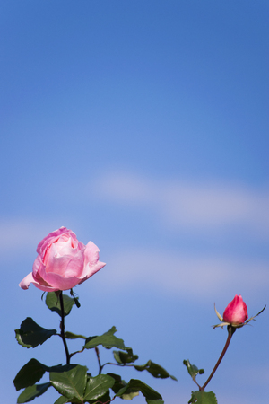 Rose Queen Elizabethの写真素材