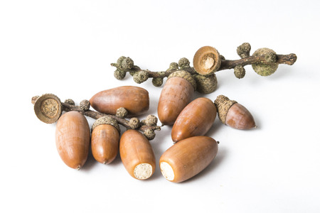 Acorn