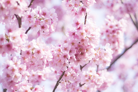 The cherry blossomsの写真素材