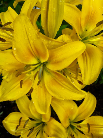 Beautiful yellow lilies in wild nature in summertimeの写真素材