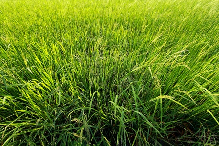 Green rice fieldsの写真素材