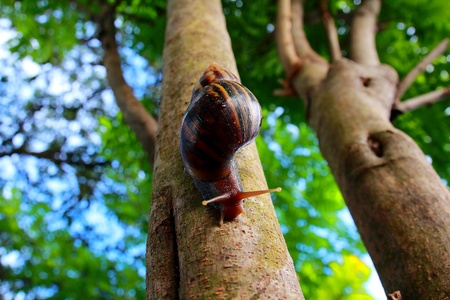 Snailの写真素材