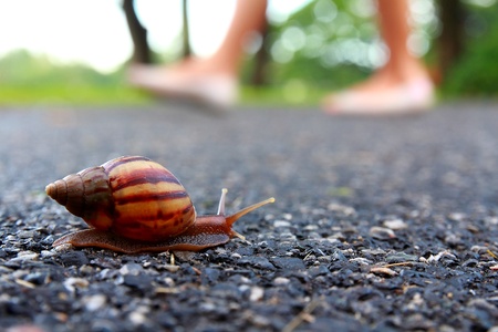 Moving snailの写真素材