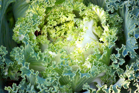 Cabbage