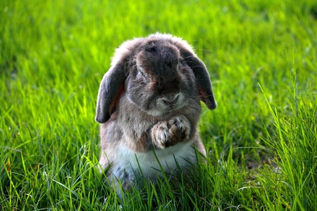 The Holland Lop rabbit breed in the green grass fieldの写真素材