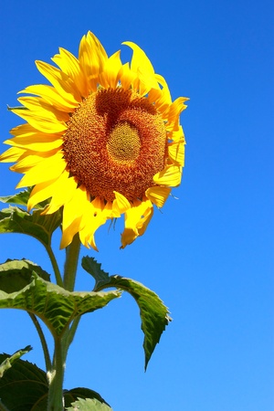 The Sunflower bloom in a field at noonの写真素材