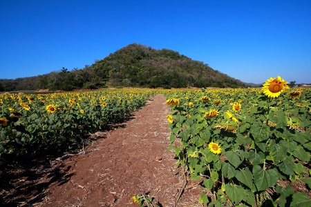 The Sunflower bloom in a field at noonの写真素材
