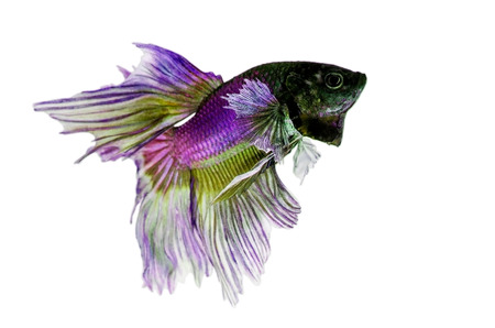 Siamese Fighting Fish isolated , betta on white  background:  Clipping path includedの写真素材